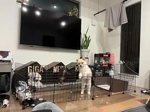 Freechat ken_0927 on StripChat