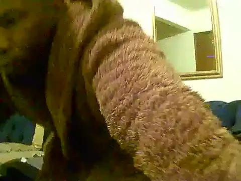 Freechat SHORTGUN_STALLION on StripChat